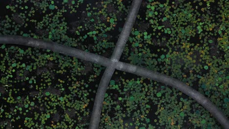 Top-down-slow-rotation-aerial-view-of-pathway-through-a-pond-of-water-lilies-in-the-Mekong-Delta-Vietnam
