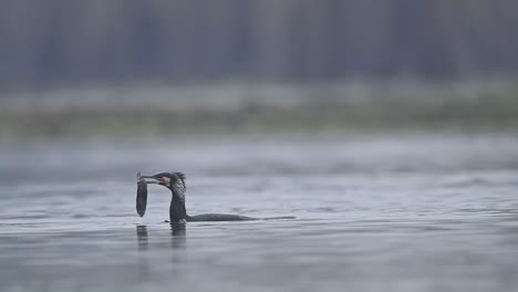 Great-cormorant-fishing-in-morning-in-a-lake-2