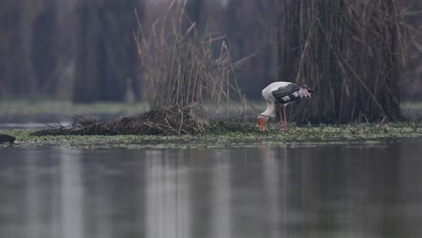 Painted-Stork-Fishing-in-Wetland-Area