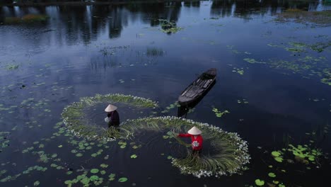 Women-working-to-harvest-water-lilies-working-waste-deep-in-water-in-traditional-clothes-in-the-Mekong-Delta,-Vietnam-taken-from-aerial-orbit-view