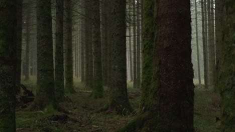 Slow-trucking-shot-of-a-humid-mysterious-dark-forest-in-slow-motion