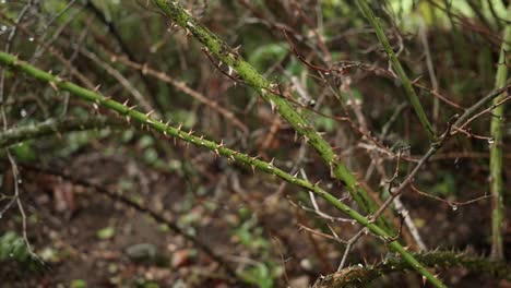 Dornen-Einer-Hagebuttenpflanze-Bei-Regenwetter-1