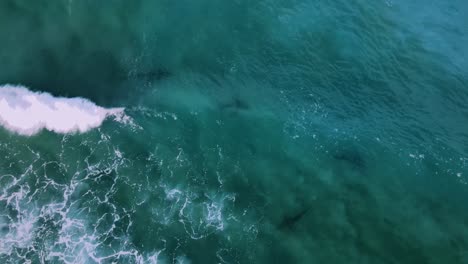 Waves-moving-over-sharks-swimming-in-shallow-waters-of-the-mediterranean-coastline---cenital,-aerial-view