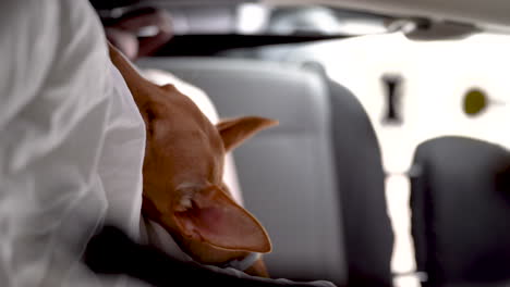 Vertical-close-up-of-Hound-dog-sleeping-in-camper-car-van