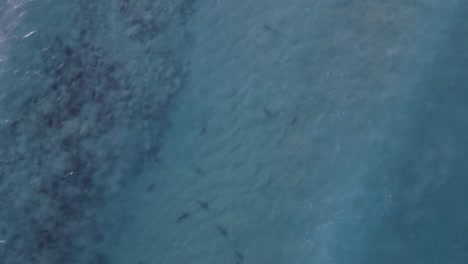 Aerial-view-of-sharks-in-transparent-water,-waves-moving-over-the-sea---high-angle,-drone-shot