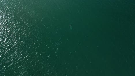 Manada-De-Delfines-Nadando-Debajo