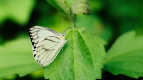 Weißer-Schmetterling-Thront-Auf-Blättern-Im-Wilden-Wald-1