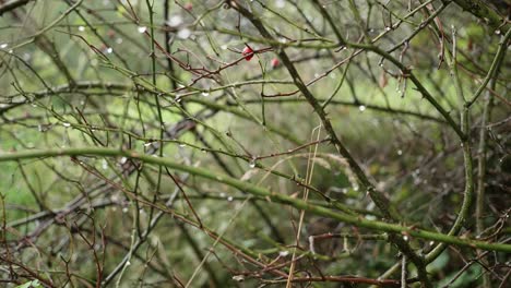 Thorns-of-a-rosehip-plant-in-rainy-weather