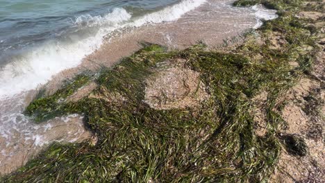 Green-seagrass-washed-up-on-the-shore-by-the-sea