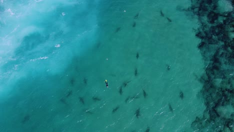 Aerial-view-of-sharks-circling-around-a-person-snorkeling,-in-turquoise-sea-water