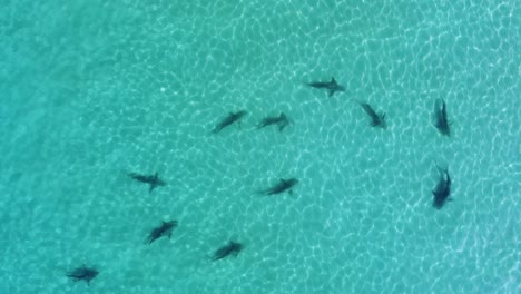 Aerial-view-above-sharks-swimming-in-shallow-turquoise-water---top-down,-drone-shot