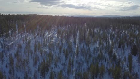 Winter-snow-covered-ground-and-green-arctic-pine-forest-in-Finnish-Lapland