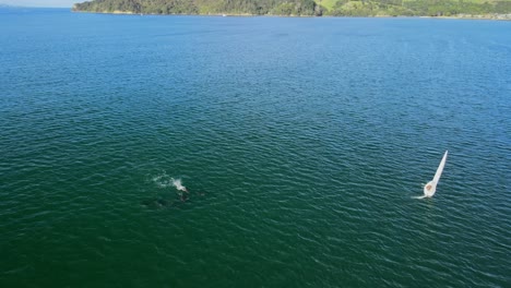 Drohnenvideo,-Das-Eine-Kleine-Gruppe-Von-5-Delfinen-Aufnimmt,-Die-Neben-Einem-Segelboot-In-Der-Bucht-Schwimmen