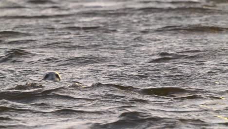 Seal-Swimming-In-Choppy-Waters-And-Diving