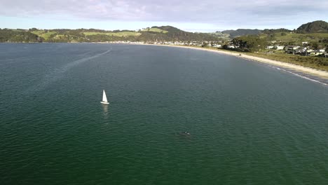 Pod-of-dolphins-following-small-sail-boat-in-the-Coromandel-Peninsula