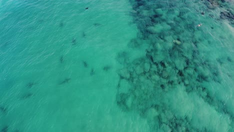 Aerial-view-over-scuba-divers,-swimming-with-sharks-in-shallow-waters-of-Israel