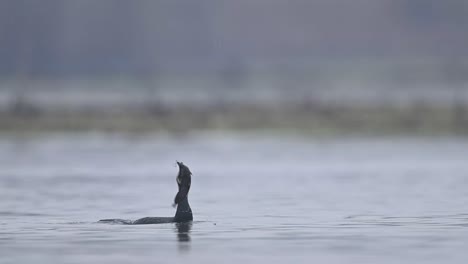 Great-cormorant-fishing-in-morning-in-a-lake-1