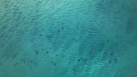 Aerial-view-above-sting-rays-in-turquoise-ocean-water---top-down,-drone-shot