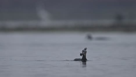 Great-cormorant-fishing-in-morning-in-a-lake
