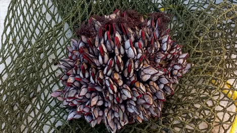 A-pinecone-of-sea-shellfish-on-top-of-a-net,-barnacles-and-mussels