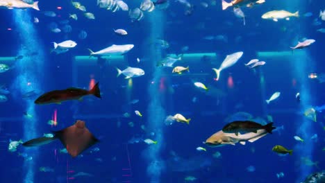 Viele-Fische-Schwimmen-Im-Aquarium-Im-Sea-Aquarium-Singapur-1