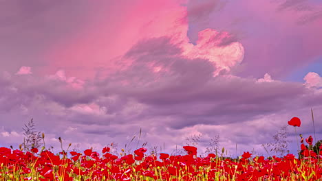 Farbenfroher-Sonnenuntergang-über-Einem-Feld-Roter-Mohnblumen---Zeitraffer-Mit-Niedrigem-Winkel