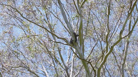 Kultiger-Einheimischer-Australischer-Koalabär-In-Freier-Wildbahn,-Der-Hoch-Oben-In-Einem-Eukalyptusbaum-Schläft