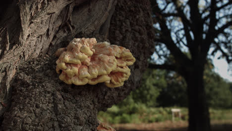 A-yellow-color-mushroom-is-growing-on-the-trunk-of-the-thick-tree
