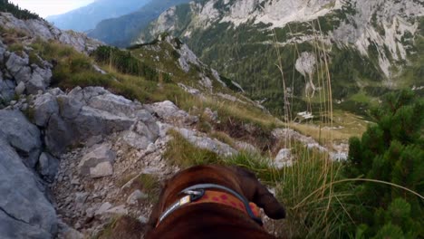 Las-Imágenes-De-Pov-Se-Filmaron-Con-Una-Gopro-Encima-De-Un-Perro-Caminando-En-La-Cima-De-La-Montaña-En-Los-Alpes-Eslovenos,-Rodeado-De-Montañas-Y-Hermosos-Paisajes-En-Un-Clima-Nublado-1