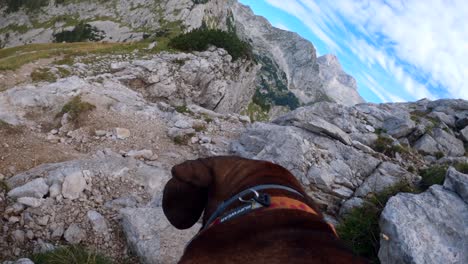 POV-footage-was-filmed-with-a-GoPro-on-top-of-a-dog-walking-on-top-of-the-mountain-in-the-Slovenian-Alps,-surrounded-by-mountains-and-beautiful-landscapes-in-cloudy-weather