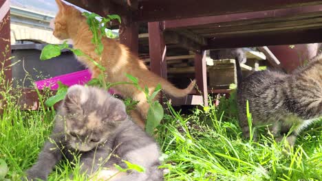 Cute-kittens-explore-the-world-in-lush-green-grass-on-a-farm-in-denmark