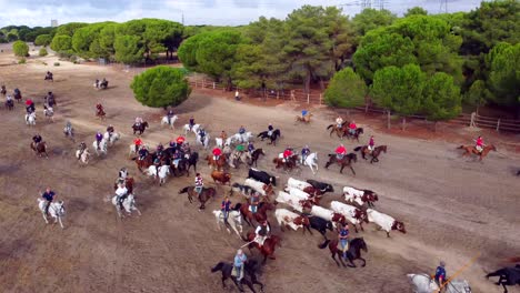 Horsemen-chasing-bulls-and-oxen-through-the-countryside,-aerial-view-1
