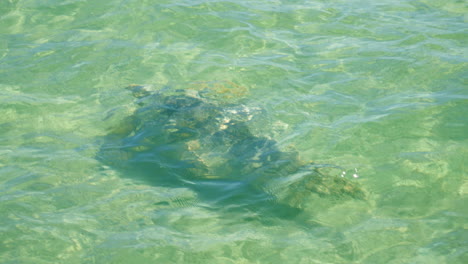 Sea-Turtle-Swimming-Under-Ocean-Water-Beside-Sightseeing-Tourist-Boat,-4K-Slow-Motion