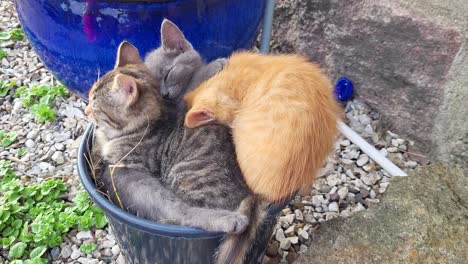 Three-young-cute-kittens-sleeping-crammed-together-in-a-flower-pot,-cuteness-overload