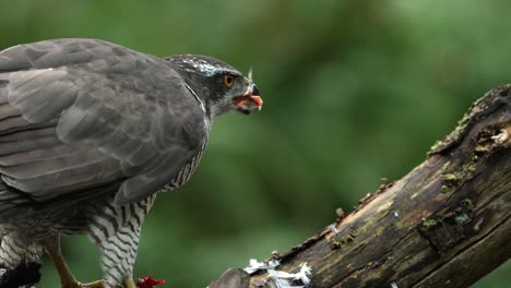Slow-motion-shot-of-active-Grey-Hawk-biting-on-bloody-prey-after-hunting-in-wilderness---close-up