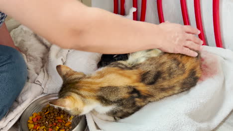 Woman-pets-female-calico-cat-in-labor