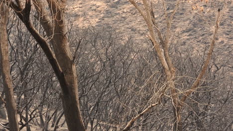 Verkohlte-Bäume-Und-Verbrannter-Boden,-Folgen-Eines-Lauffeuers-In-Der-Landschaft-Von-Kalifornien,-USA