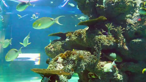 Viele-Fische-Schwimmen-Im-Aquarium-Im-Sea-Aquarium-Singapur