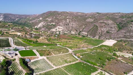 Aerial-drone-footage-of-vineyards,-rows-of-golden-green-grape-fields-in-Koilani,-Limassol,-Cyprus-1