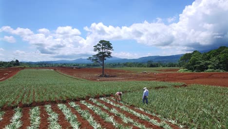 Arbeiter-In-Ananasfeldern,-Upala-In-Costa-Rica