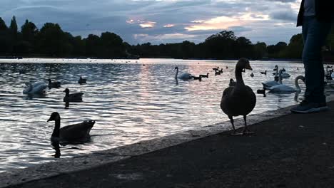 A-Goose-and-Swans-within-Regents-Park,-London,-United-Kingdom