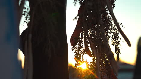 Atemberaubende-Nahaufnahme-Des-Sonnenuntergangs-Hinter-Einem-Baum