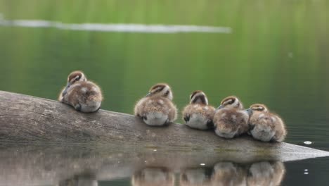 Whistling-duck---pond---chicks---water-