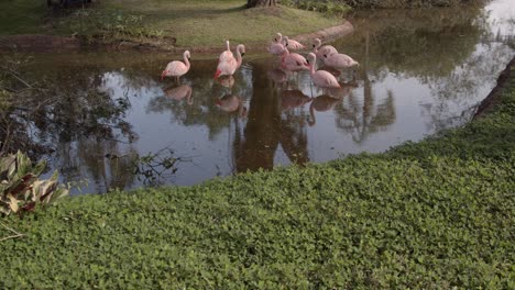Group-of-Flamingos-in-a-Pond-in-the-Zoo,-High-Angle