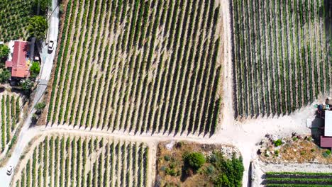 Aerial-drone-footage-of-vineyards,-rows-of-golden-green-grape-fields-in-Koilani,-Limassol,-Cyprus