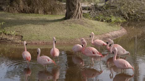 Group-of-Pink-Flamingos-in-a-Pond-in-a-Park,-Sunny-Day,-Slow-Motion