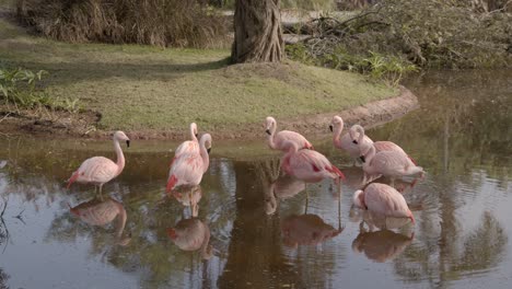 Hellrosa-Chilenische-Flamingos-Mit-Reflexionen-Durch-Einen-Ruhigen-See