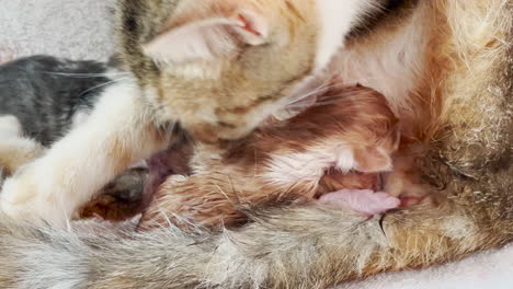 Gato-Lame-A-Sus-Bebés-Recién-Nacidos