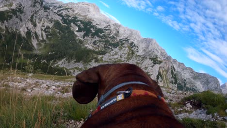 POV-footage-was-filmed-with-a-GoPro-on-top-of-a-dog-walking-on-top-of-the-mountain-in-the-Slovenian-Alps,-surrounded-by-mountains-and-beautiful-landscapes-in-cloudy-weather-2