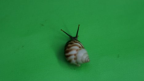Snail-crawling-on-green-screen-1